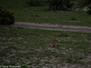 %_tempFileName2016_01-15_01_Botswana_Chobe_NP_Camp_Savuti_Morning_Game_Drive-1151922%