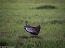 %_tempFileName2016_01-15_01_Botswana_Chobe_NP_Camp_Savuti_Morning_Game_Drive-1151935%