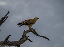 %_tempFileName2016_01-15_01_Botswana_Chobe_NP_Camp_Savuti_Morning_Game_Drive-1151963%