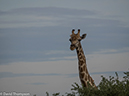 %_tempFileName2016_01-15_01_Botswana_Chobe_NP_Camp_Savuti_Morning_Game_Drive-1151972%