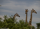 %_tempFileName2016_01-15_01_Botswana_Chobe_NP_Camp_Savuti_Morning_Game_Drive-1151981%