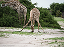 %_tempFileName2016_01-15_01_Botswana_Chobe_NP_Camp_Savuti_Morning_Game_Drive-1151991%