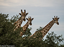 %_tempFileName2016_01-15_01_Botswana_Chobe_NP_Camp_Savuti_Morning_Game_Drive-1151997%