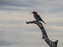 %_tempFileName2016_01-15_01_Botswana_Chobe_NP_Camp_Savuti_Morning_Game_Drive-1152036%