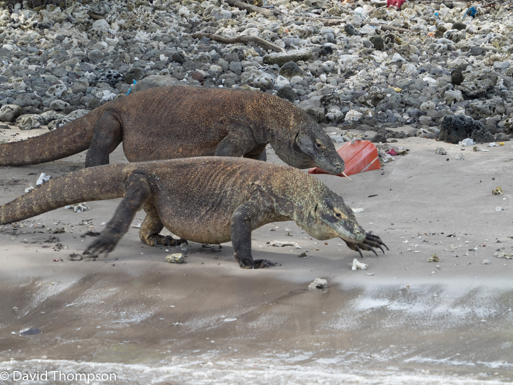 %_tempFileName2016-05-09_02_Komodo_Dragon_Excursion-5090319%