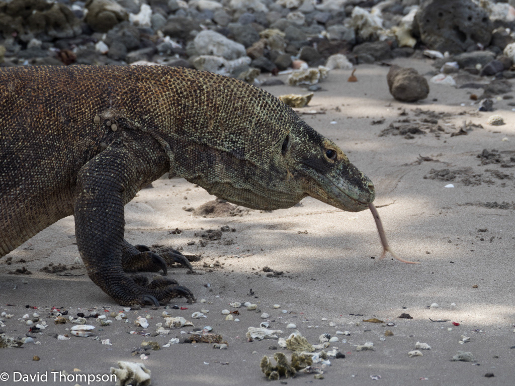 %_tempFileName2016-05-09_02_Komodo_Dragon_Excursion-5090328%