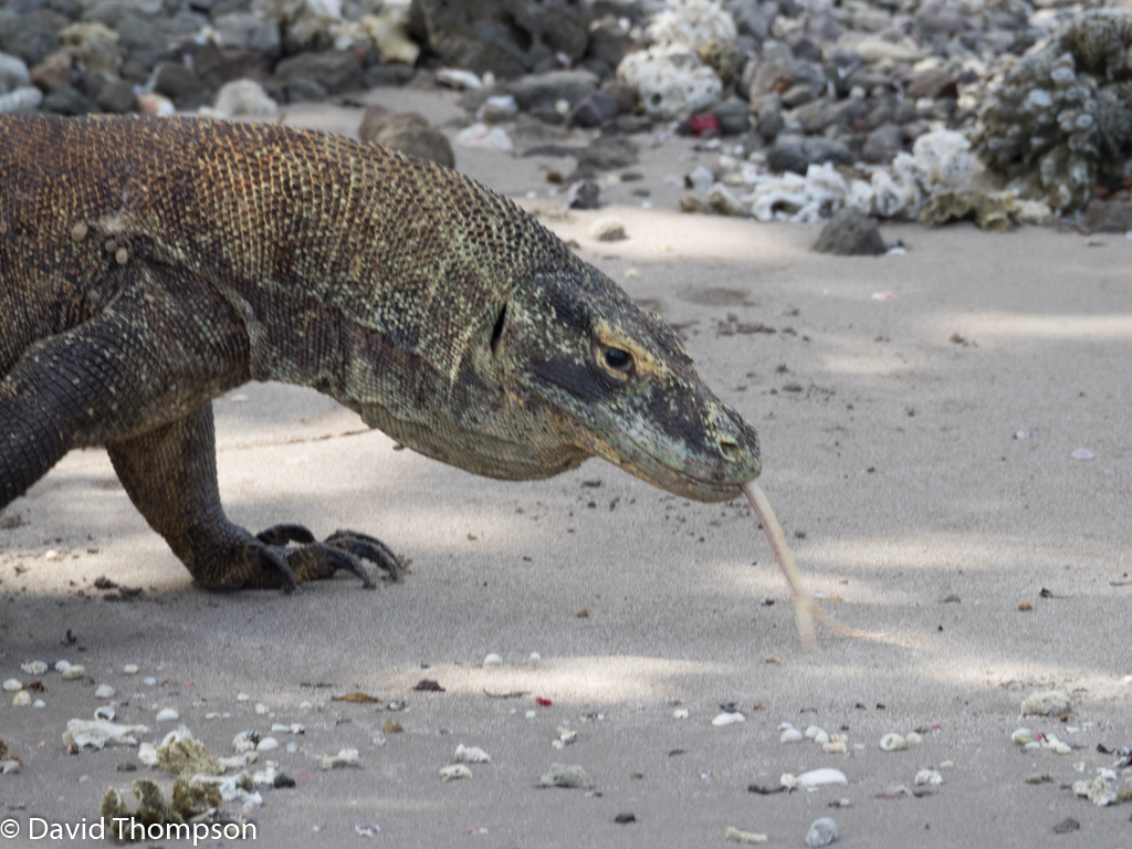 %_tempFileName2016-05-09_02_Komodo_Dragon_Excursion-5090330%