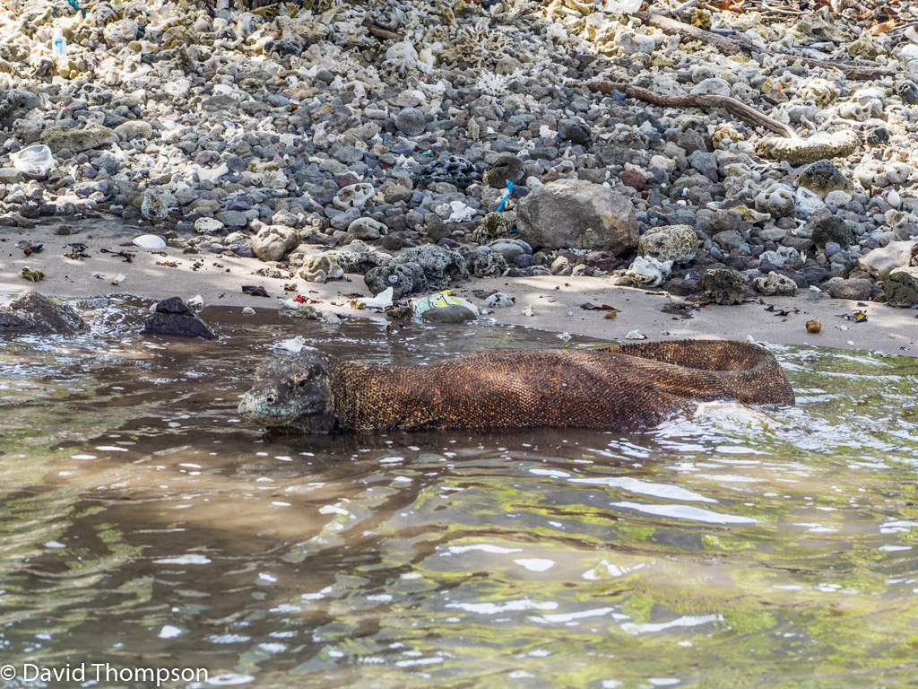 %_tempFileName2016-05-09_02_Komodo_Dragon_Excursion-5090412%