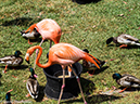 %_tempFileName2016-06-06_01_San_Diego_Zoo-6070015%