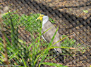%_tempFileName2016-06-06_01_San_Diego_Zoo-6070026%