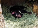 %_tempFileName2016-06-06_01_San_Diego_Zoo-6070029%