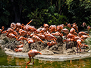 %_tempFileName2016-06-06_01_San_Diego_Zoo-6070102%