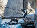%_tempFileName2016-06-06_01_San_Diego_Zoo-6070103%