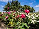%_tempFileName2016-06-07_01_Balboa_Park_San_Diego-6080676%