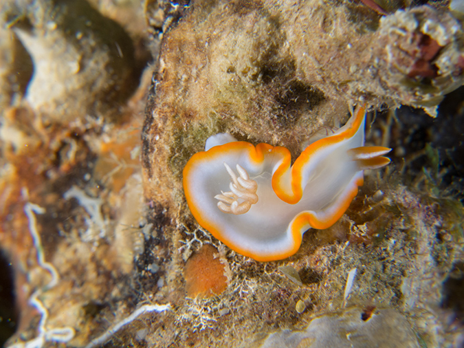 %_tempFileName20120429-4-Dakleida%20Dorid%20Nudibranch%20(1)%