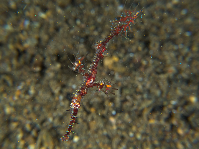 %_tempFileName20120502-4-Secret%20Bay%20Ornate%20Ghost%20Pipefish%20-%20Juvenile%