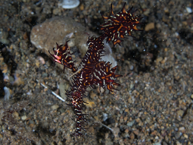 %_tempFileName20120502-4-Secret%20Bay%20Ornate%20Ghost%20Pipefish%