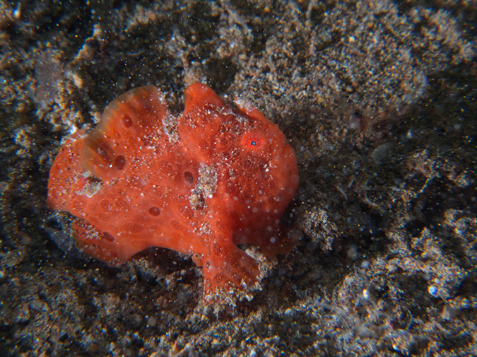 %_tempFileName20120502-4-Secret%20Bay%20Painted%20Frogfish%