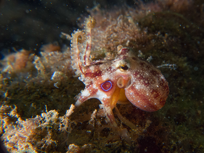 %_tempFileName20120502-4-Secret%20Bay%20Poision%20Ocellate%20Octopus%20(3)%