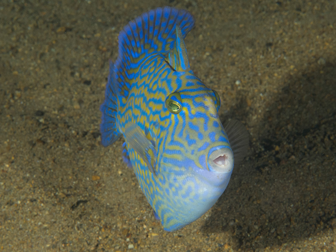 %_tempFileName20120503-3-Secret%20Bay%20Blue%20Triggerfish%20-%20Juvenile%