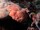 %_tempFileName20120428-1-Apols%20Point%20Painted%20Frogfish%20(1)%