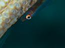 %_tempFileName20120428-1-Apols%20Point%20Translucent%20Coral%20Goby%