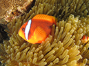 %_tempFileName20120430-2-Coral%20Garden%20Anemonefish%20(1)%