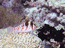 %_tempFileName20120430-2-Coral%20Garden%20Pixy%20Hawkfish%