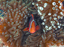 %_tempFileName20120430-2-Coral%20Garden%20Red%20and%20Black%20Anemonfish%