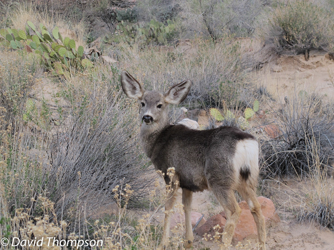 %_tempFileName2012-02-11_Grand_Canyon_Hike-43%