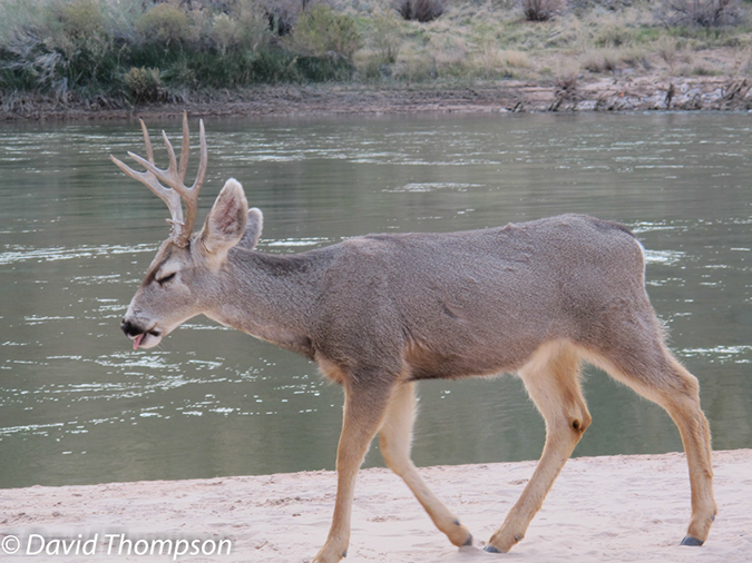 %_tempFileName2012-02-11_Grand_Canyon_Hike-44%