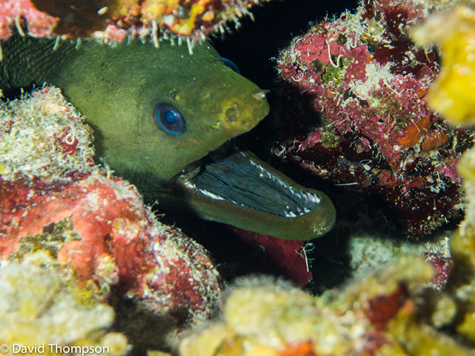 %_tempFileName2014-07-13_02_Long%20Caye_Island_Julies_Jungle-7130091%