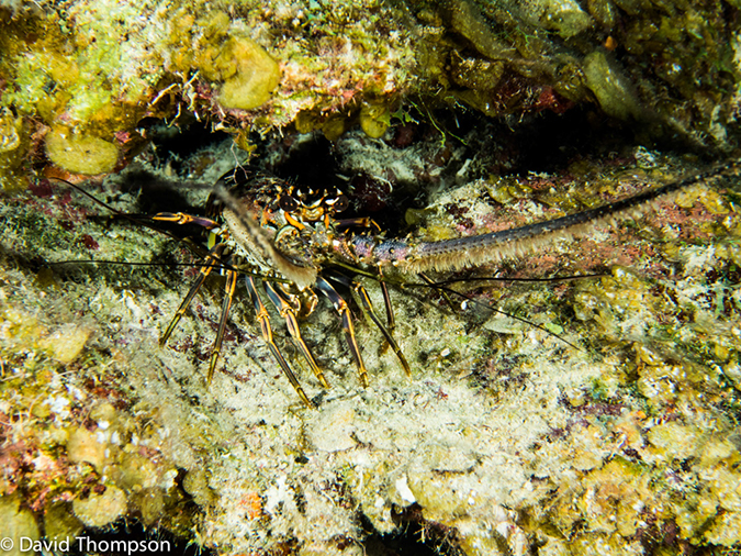 %_tempFileName2014-07-13_02_Long%20Caye_Island_Julies_Jungle-7130114%