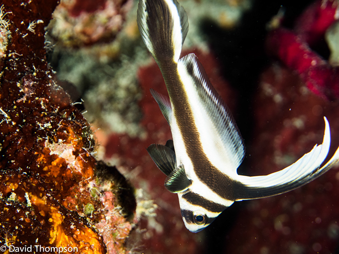 %_tempFileName2014-07-13_02_Long%20Caye_Island_Julies_Jungle-7130130%