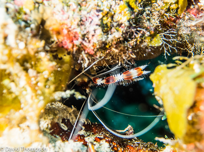 %_tempFileName2014-07-17_04_Silver_Caves-7170398%
