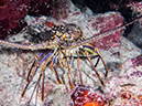 %_tempFileName2014-07-14_04_Half_Moon_Caye_sand_Box-7140049%