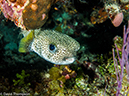 %_tempFileName2014-07-16_05_Half_Moon_Caye_Wall-7160357%