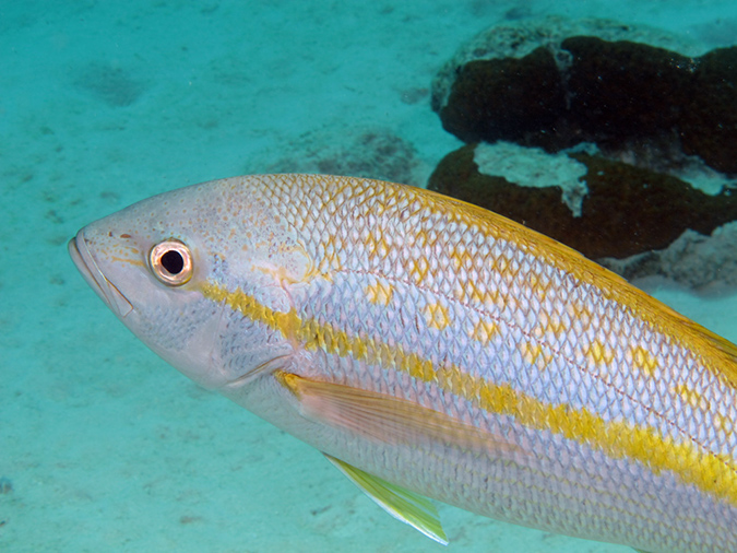 02-27-12_Calabas Reef (38)