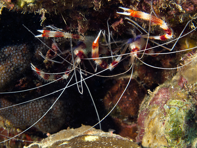 02-27-12_Calabas Reef (13)