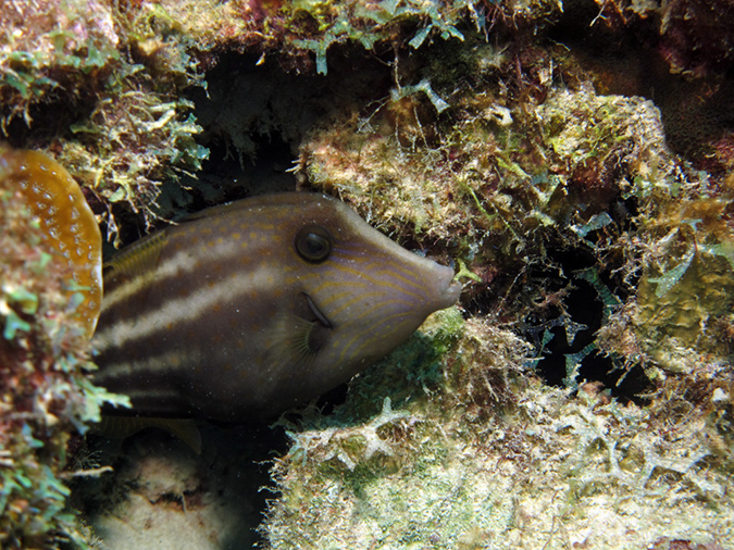 02-27-12_Calabas Reef (7)