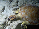 02-27-12-Calabas_Reef_Night (20)