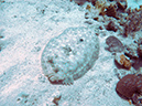 02-29-12_Leonaras Reef (28)