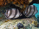 02-27-12_Calabas Reef (26)