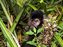 %_tempFileName2014-04-10_01_Iguazu_Falls-134%