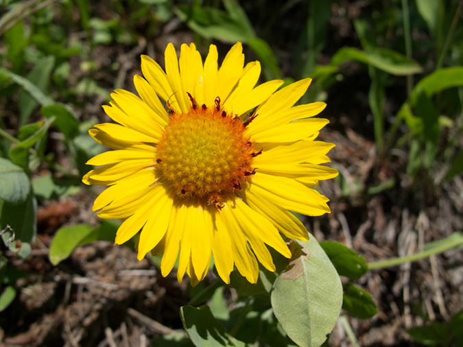 %_tempFileName2013-07-19_4_Cypress_Hills_Provinical_Park-2%