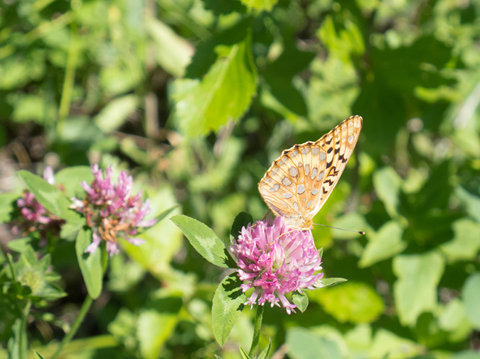 %_tempFileName2013-07-19_4_Cypress_Hills_Provinical_Park-5%