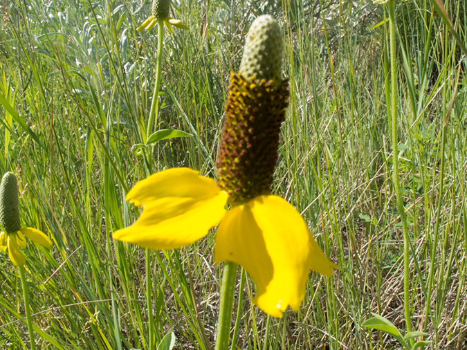 %_tempFileName2013-07-20_1_Dinosaur__Provinical_Park-2%