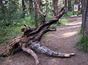 %_tempFileName2013-07-21_2_Johnson_Canyon_Banff_NP-38%