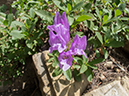 %_tempFileName2013-07-22_1_Corey_Pass_Banff_NP-19%