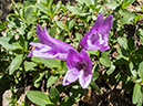 %_tempFileName2013-07-22_1_Corey_Pass_Banff_NP-21%